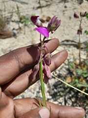 Polygala bracteolata