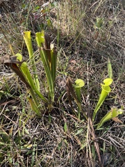 Sarracenia flava