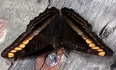 Adelpha tracta