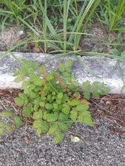 Koelreuteria paniculata