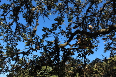 Quercus ithaburensis