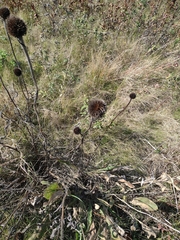 Echinops sphaerocephalus