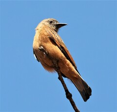 Hirundinea ferruginea
