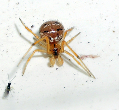Theridion melanostictum