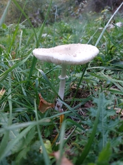 Macrolepiota mastoidea
