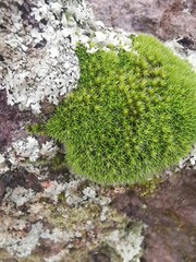 Syntrichia montana