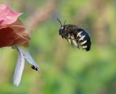 Xylocopa tabaniformis parkinsoniae