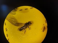 Platycheirus albimanus