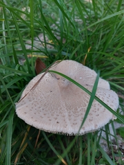 Macrolepiota mastoidea