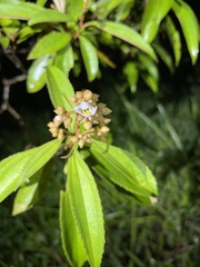 Miconia xalapensis