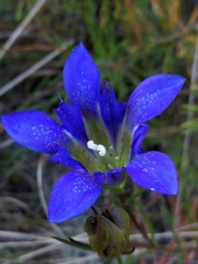 Gentiana autumnalis