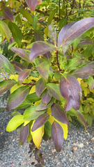 Forsythia × intermedia