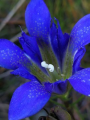 Gentiana autumnalis