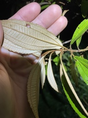 Miconia xalapensis
