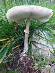 Macrolepiota mastoidea