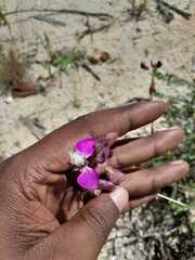 Polygala bracteolata