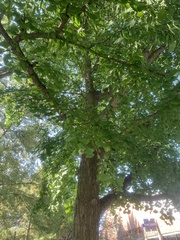 Ginkgo