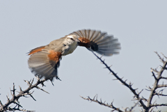 Cranioleuca pyrrhophia