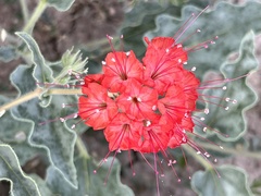 Nyctaginia capitata