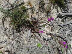 Polygala bracteolata