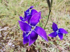 Gentianopsis grandis