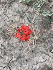 Nyctaginia capitata