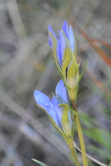 Gentiana autumnalis