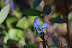 Gentiana autumnalis