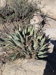 Agave deserti