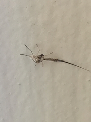 Callibaetis pictus