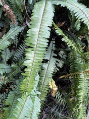 Nephrolepis cordifolia