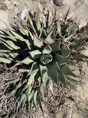 Agave deserti