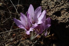 Colchicum feinbruniae