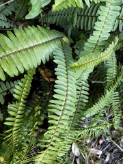 Nephrolepis cordifolia