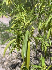 Vallesia glabra