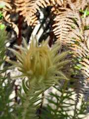 Phylica pubescens
