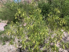 Vallesia glabra