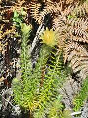 Phylica pubescens