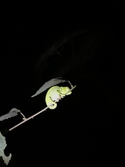 Chamaeleo dilepis