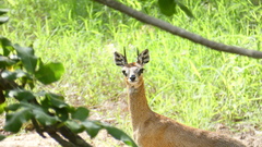 Oreotragus oreotragus