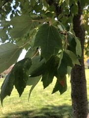 Acer rubrum