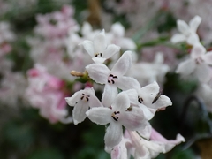 Asperula aristata