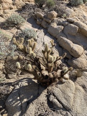 Cylindropuntia