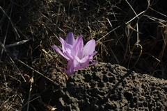Colchicum feinbruniae
