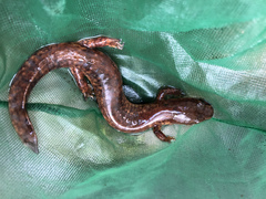 Gyrinophilus porphyriticus