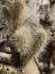 Cylindropuntia