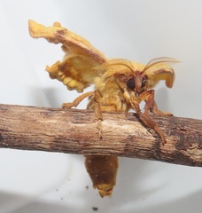 Tagoropsis flavinata