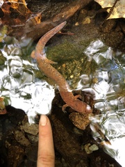 Gyrinophilus porphyriticus