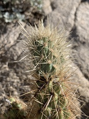Cylindropuntia