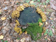 Armillaria gallica